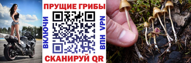 Галлюциногенные грибы мицелий  где продают наркотики  ОМГ ОМГ рабочий сайт  Остров 